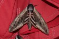 Moths: Privet Hawk-moth (Sphinx ligustri)